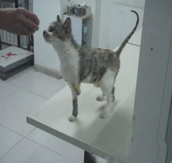 详解猫咪口腔的护理知识 详解猫咪口腔的护理知识