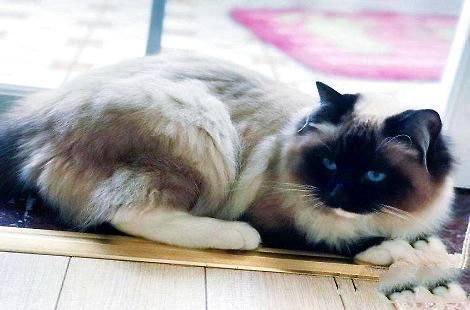 布偶猫成年之后最多能长多大? 布偶猫成年之后最多能长多大?