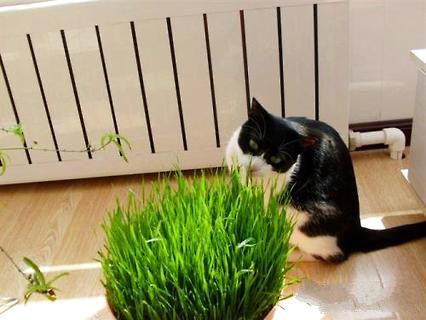 猫草是什么