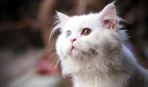 为什么不能买蓝眼白猫