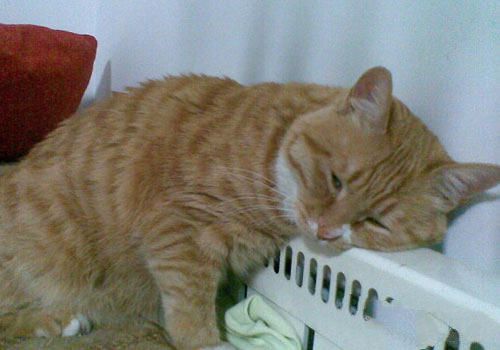 猫咪爱趴暖气也有害处？