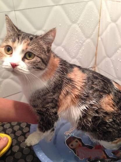 在家给猫咪洗澡的那些事你真都知道吗 ——除了防着凉、用专用沐浴露外还要注意什么