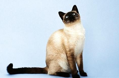 重点色的布偶猫和暹罗猫是可以交配的吗？