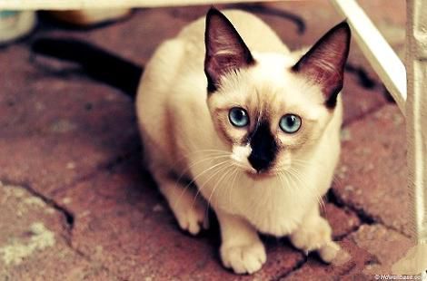 暹罗猫喝水拉稀是什么情况？