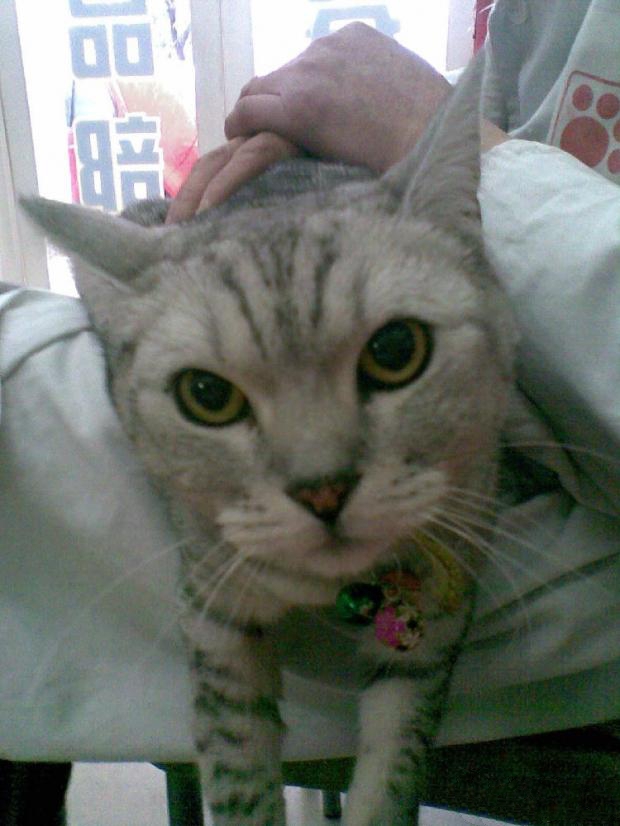 动物福利——猫咪绝育手术