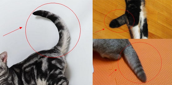 折耳猫尾巴粗短僵硬是遗传病导致的