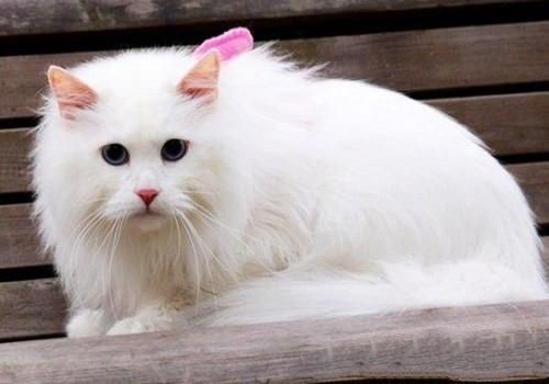 山东狮子猫的品种介绍