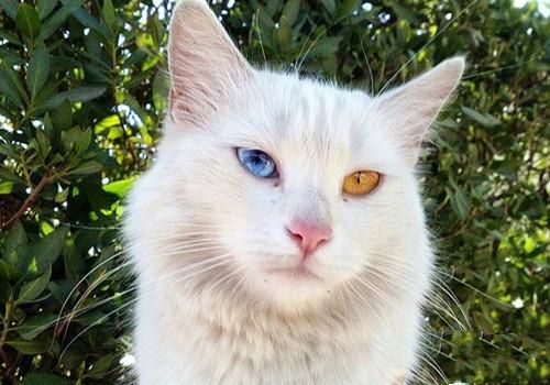 土耳其梵猫的形态特征