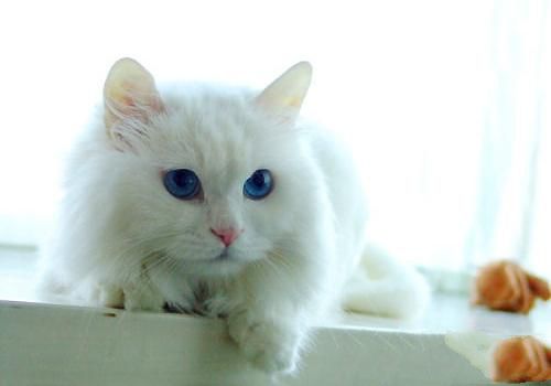 山东狮子猫的形态特征