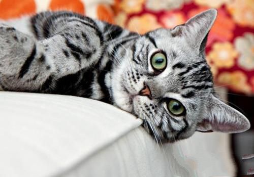 美国短毛猫的性格特点