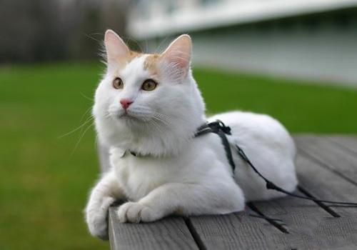 土耳其梵猫的养护知识
