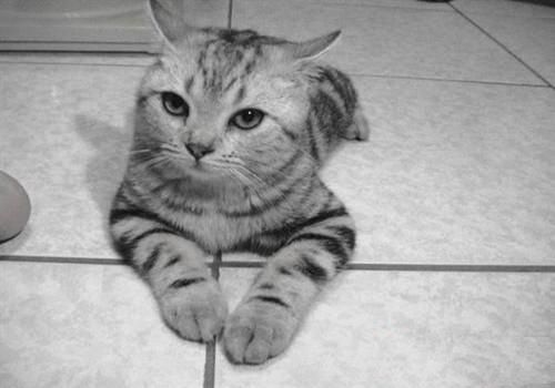 美国短毛猫的养护知识