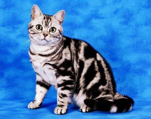 美国短毛猫.png