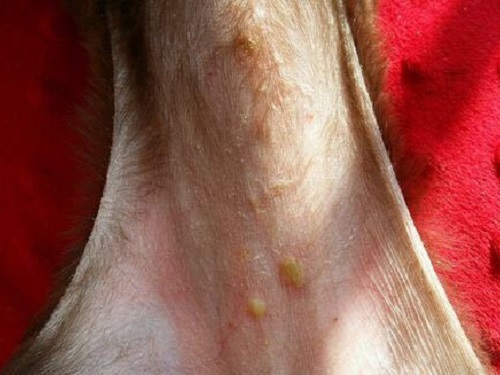 狗细菌皮肤病 第 5 张
